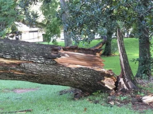 Cain's Tree Service Logo