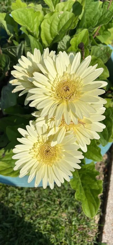 Professional garden landscaping in Crowley, LA - Cajun Belle Lawns