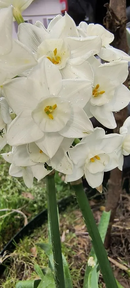 Reliable yard maintenance in Crowley, LA - Cajun Belle Lawns