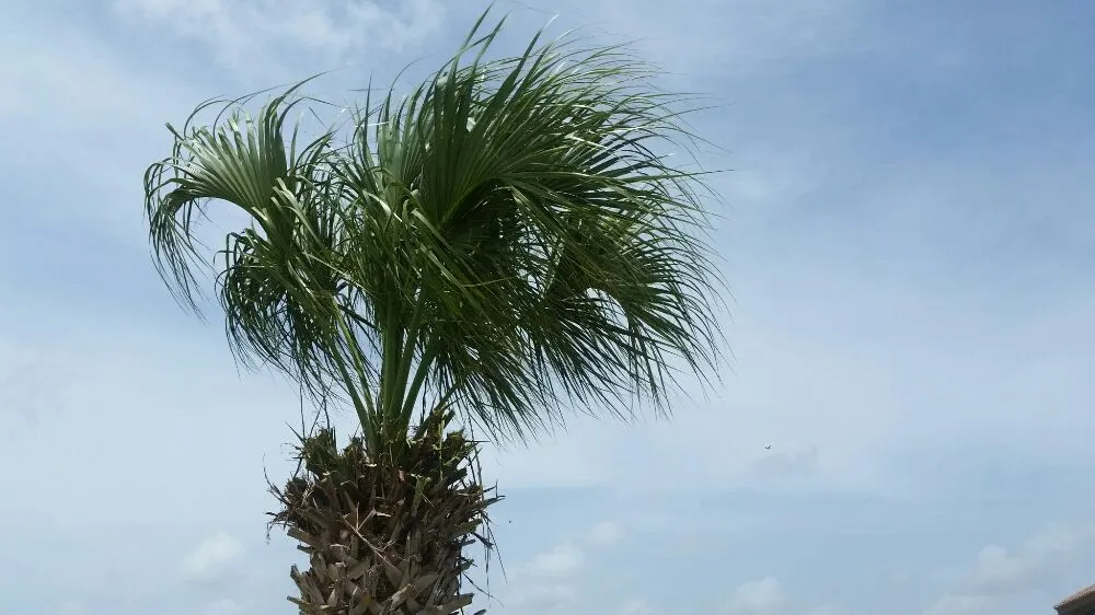 Affordable garden landscaping experts serving Corpus Christi, TX - Cajun Charlies Complete Tree Service