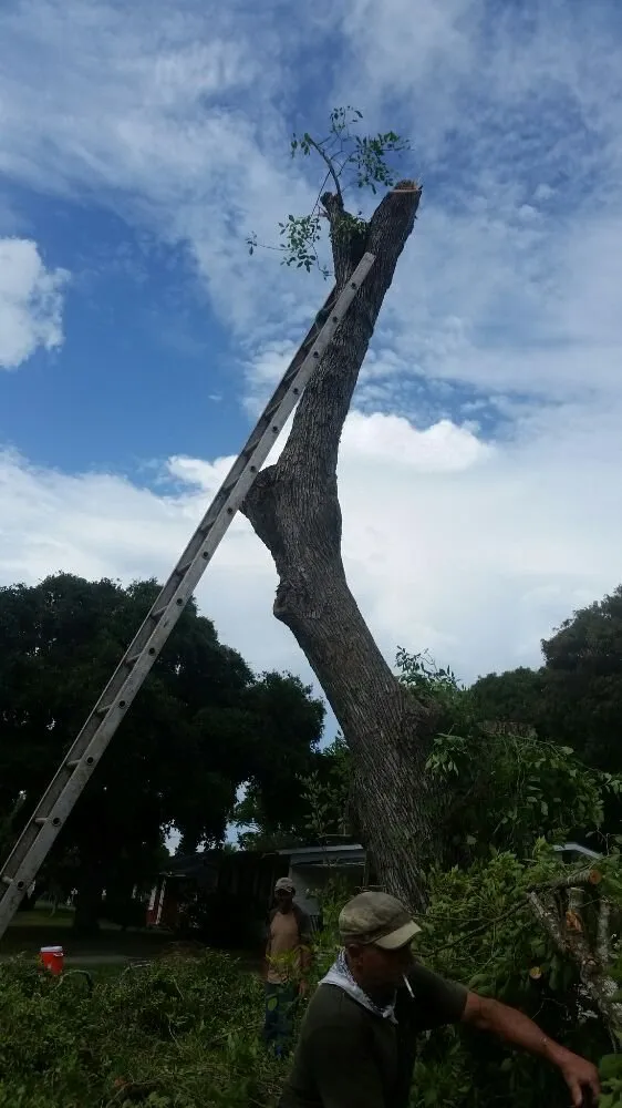 Local lawn care service in Corpus Christi, TX by Cajun Charlies Complete Tree Service