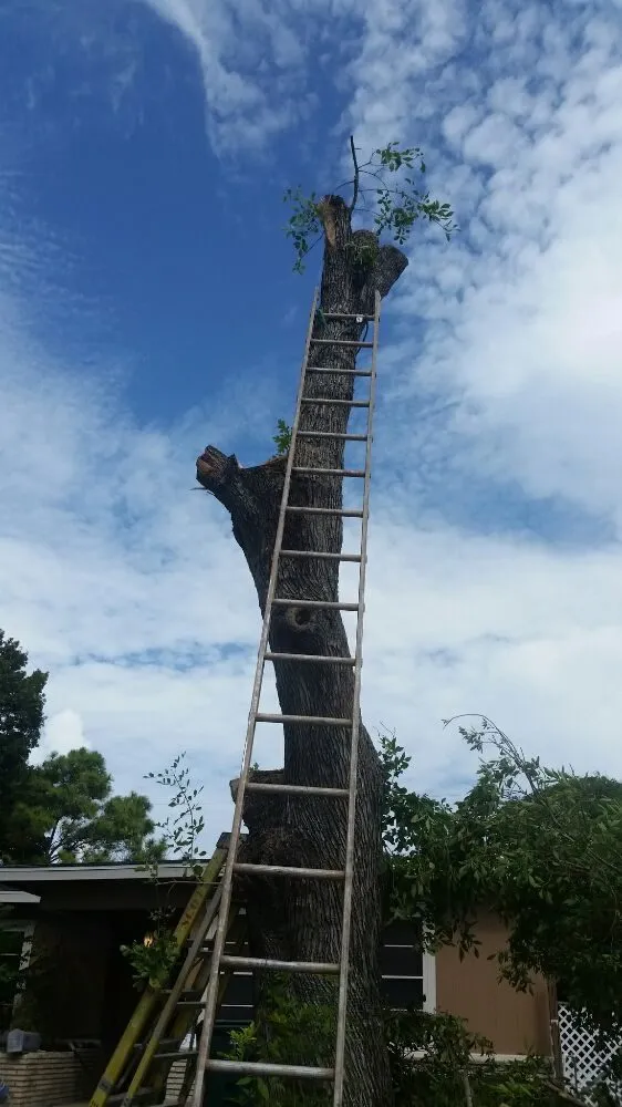 Local yard cleanup service in Corpus Christi, TX - Cajun Charlies Complete Tree Service