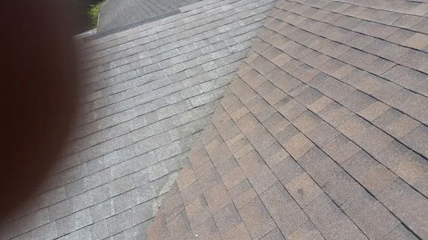 Cajun Charlies Complete Tree Service Logo