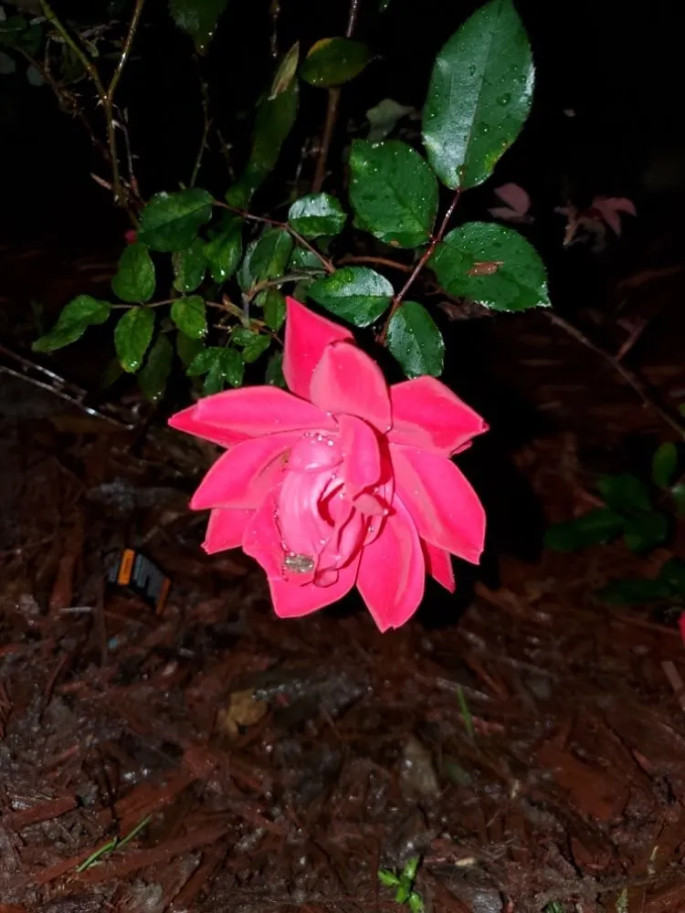 Trusted outdoor landscaping for residential properties across Ocean Springs, MS - Cajun Clippins