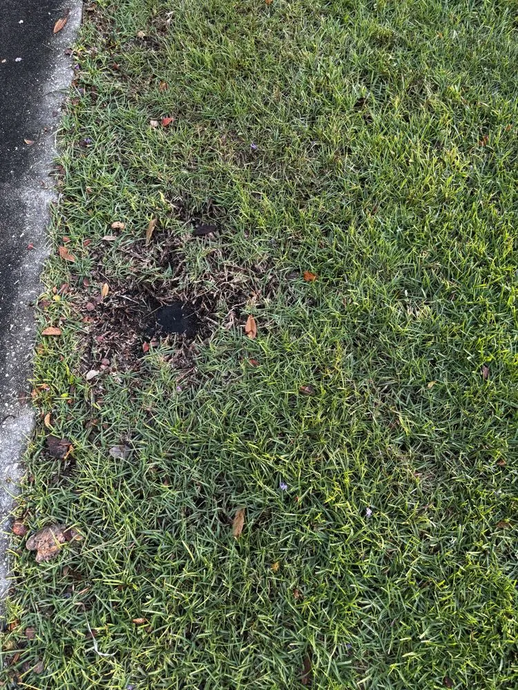 Affordable lawn care service for homes in Arnaudville, LA by Cajun Trimmers Lawn Service & Landscaping