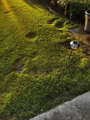 Cajun Trimmers Lawn Service & Landscaping Logo