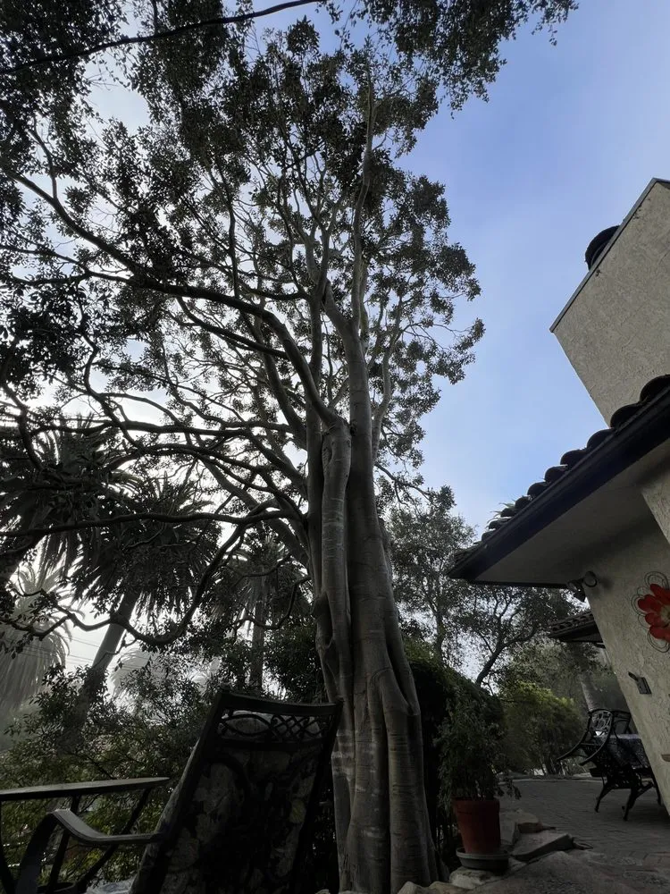 Reliable yard cleanup service with custom design in Santa Barbara, CA by Cal-Green Landscaping & Tree Care