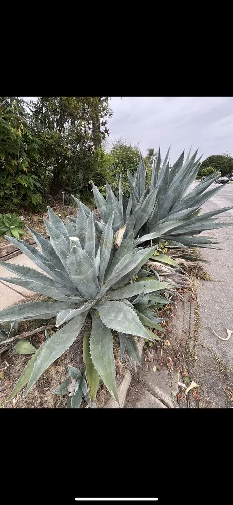 Custom yard cleanup service in Santa Barbara, CA by Cal-Green Landscaping & Tree Care