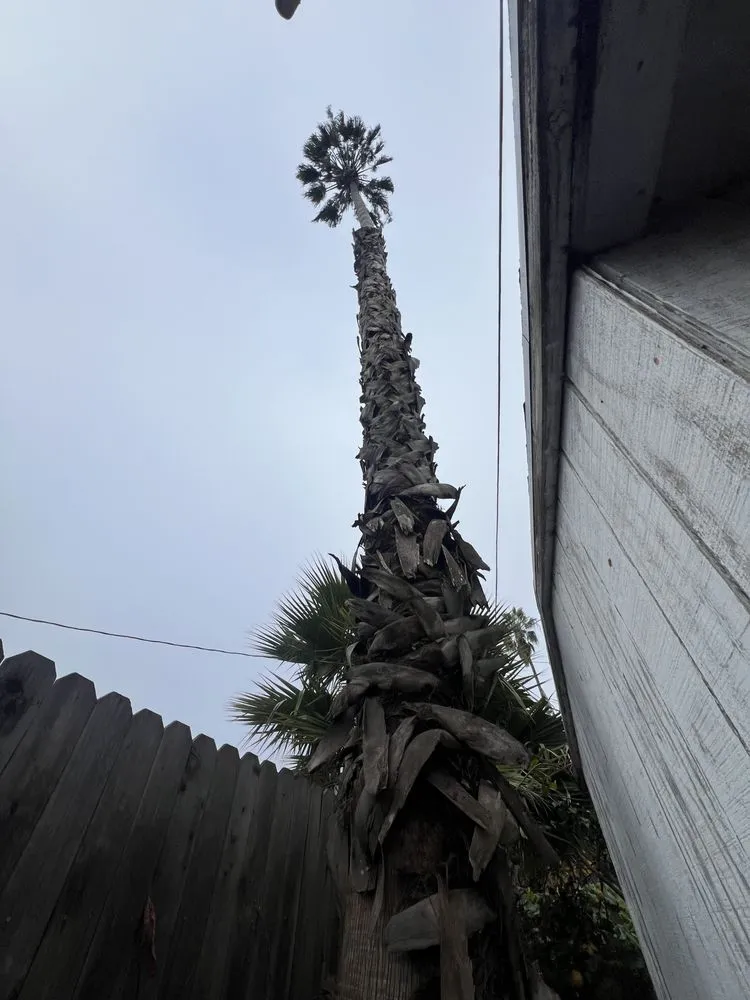 Trusted landscape design in Santa Barbara, CA by Cal-Green Landscaping & Tree Care