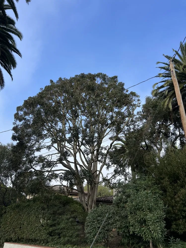 Expert garden landscaping in Santa Barbara, CA - Cal-Green Landscaping & Tree Care