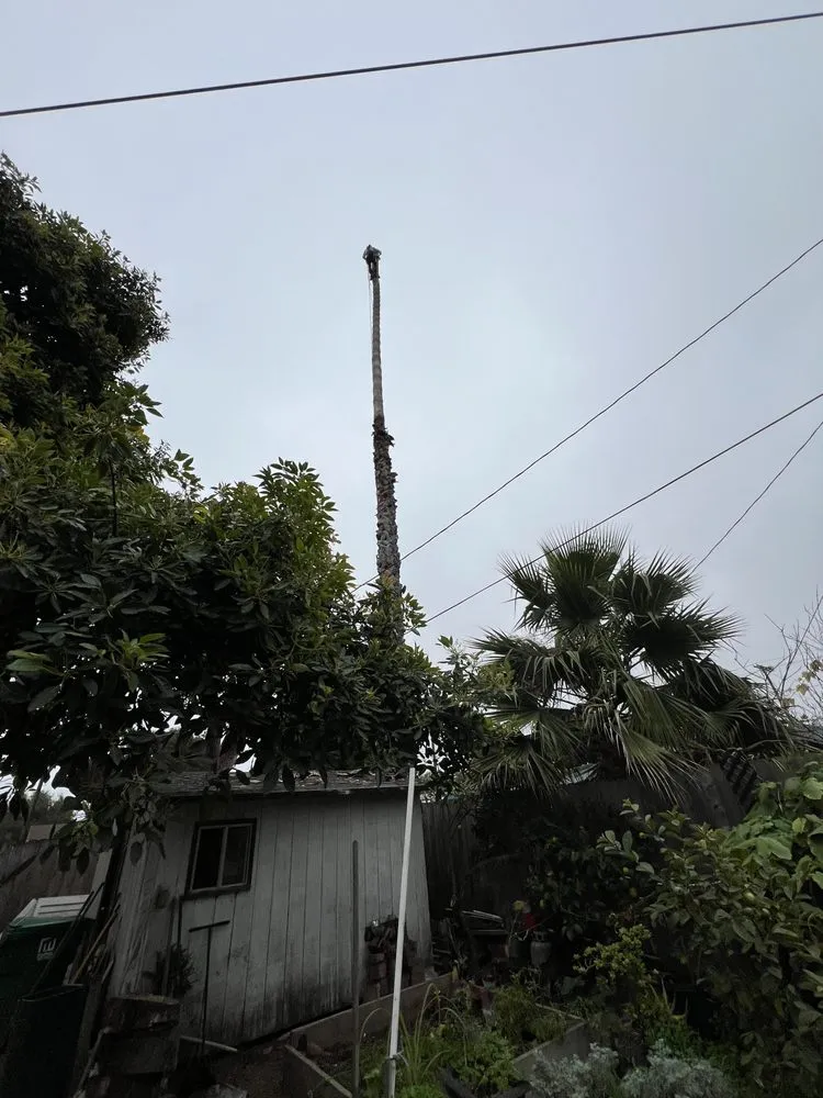 Reliable landscape design for outdoor upgrades in Santa Barbara, CA by Cal-Green Landscaping & Tree Care