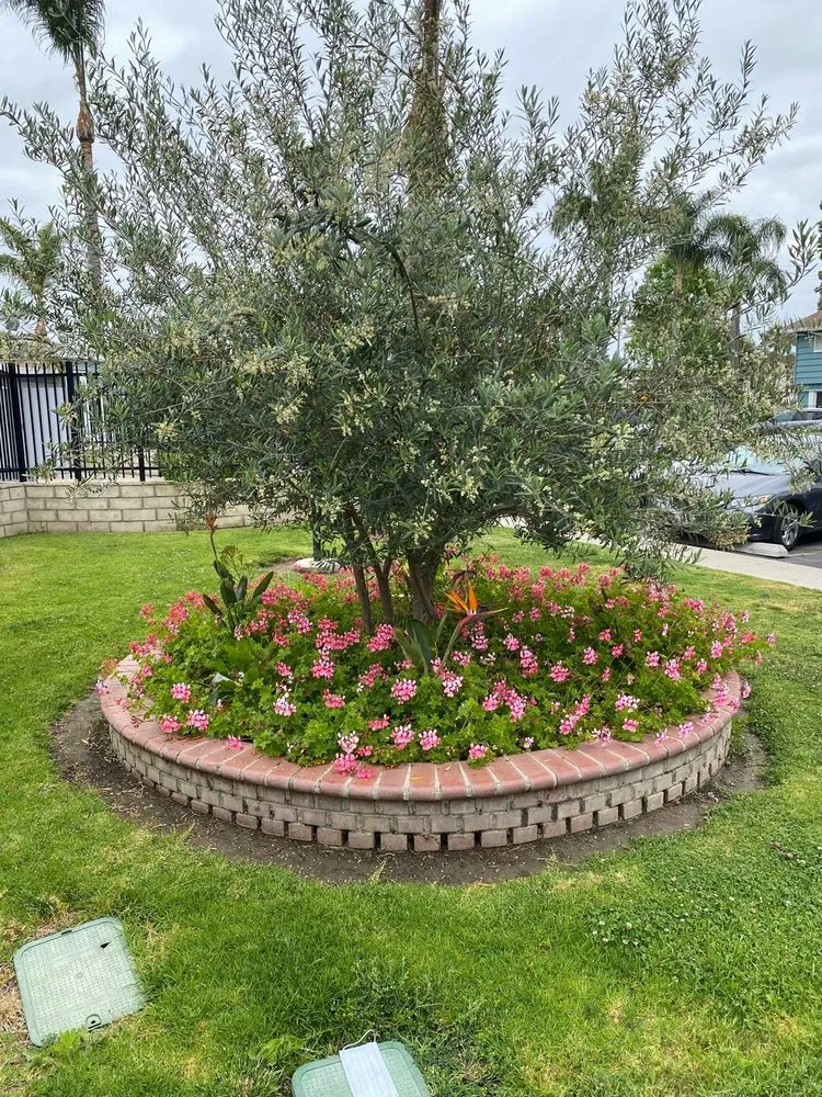 Expert lawn care service in Irvine, CA - CAL Landscaping & Maintenance