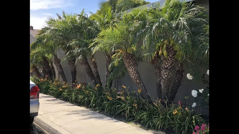 Affordable lawn mowing service near you across Irvine, CA - CAL Landscaping & Maintenance