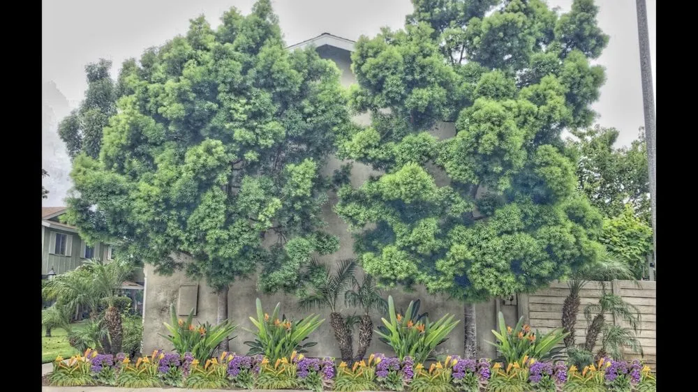 Local outdoor landscaping in Irvine, CA - CAL Landscaping & Maintenance