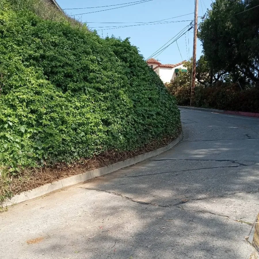 Reliable residential landscaping in Whittier, CA - Cal Naturescapes