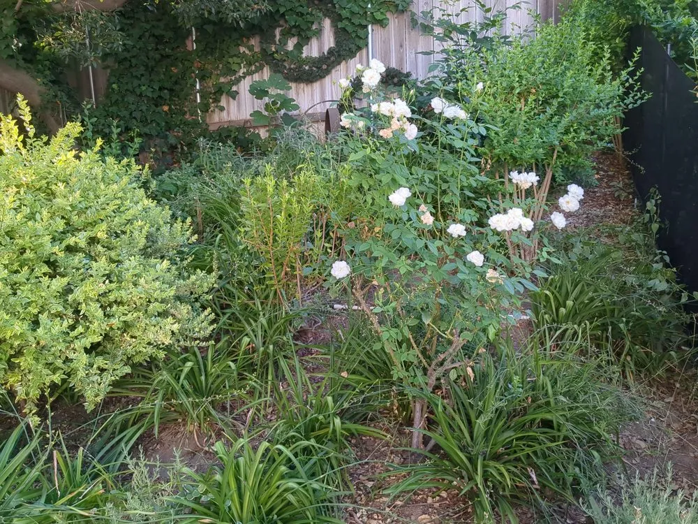 Reliable outdoor landscaping for residential properties across Whittier, CA - Cal Naturescapes