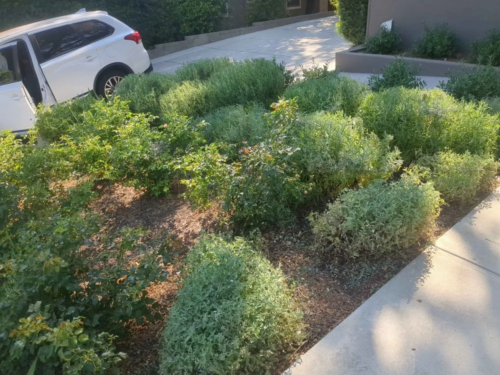 Reliable outdoor landscaping near you across Whittier, CA - Cal Naturescapes