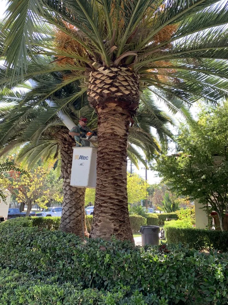 Professional landscape installation for year-round maintenance in Modesto, CA by Cal Roots