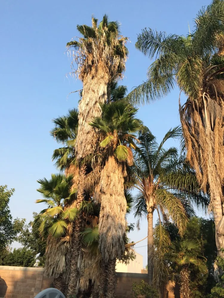 Reliable outdoor landscaping experts serving Modesto, CA - Cal Roots