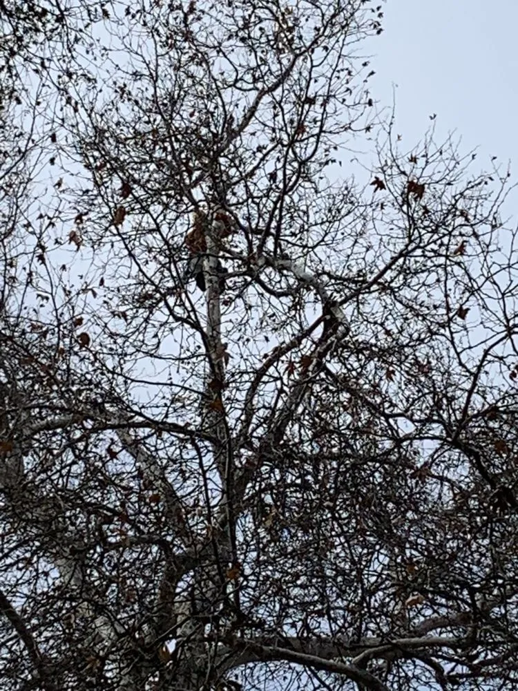 Professional lawn mowing service for outdoor upgrades in Modesto, CA by Cal Roots