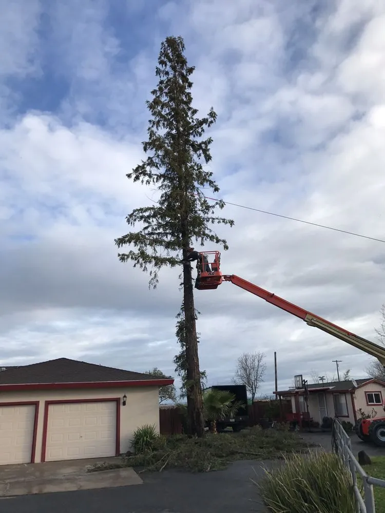Local garden landscaping experts serving Modesto, CA - Cal Roots