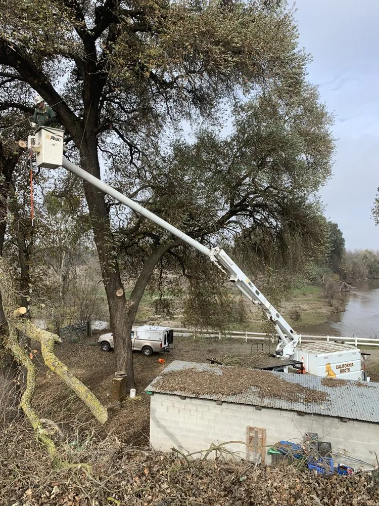 Affordable yard cleanup service in Modesto, CA - Cal Roots