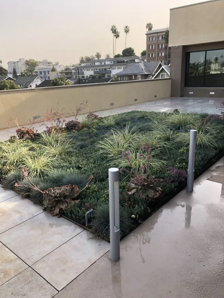 Professional residential landscaping in Manhattan Beach, CA by Cal Terra Design