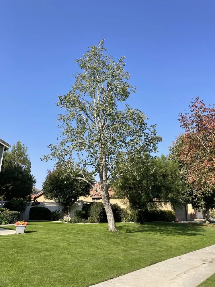 Trusted landscape design in Bakersfield, CA - Cal-Tree Services and Landscaping