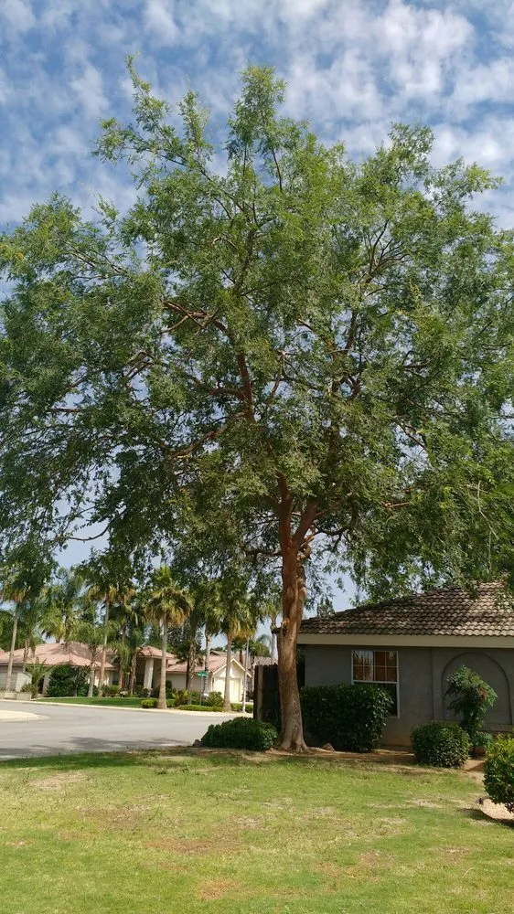 Top-rated residential landscaping in Bakersfield, CA - Cal-Tree Services and Landscaping