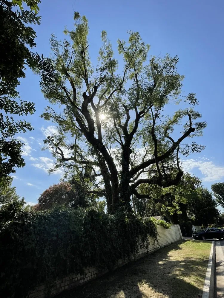 Custom landscape design for beautiful yards across Bakersfield, CA - Cal-Tree Services and Landscaping