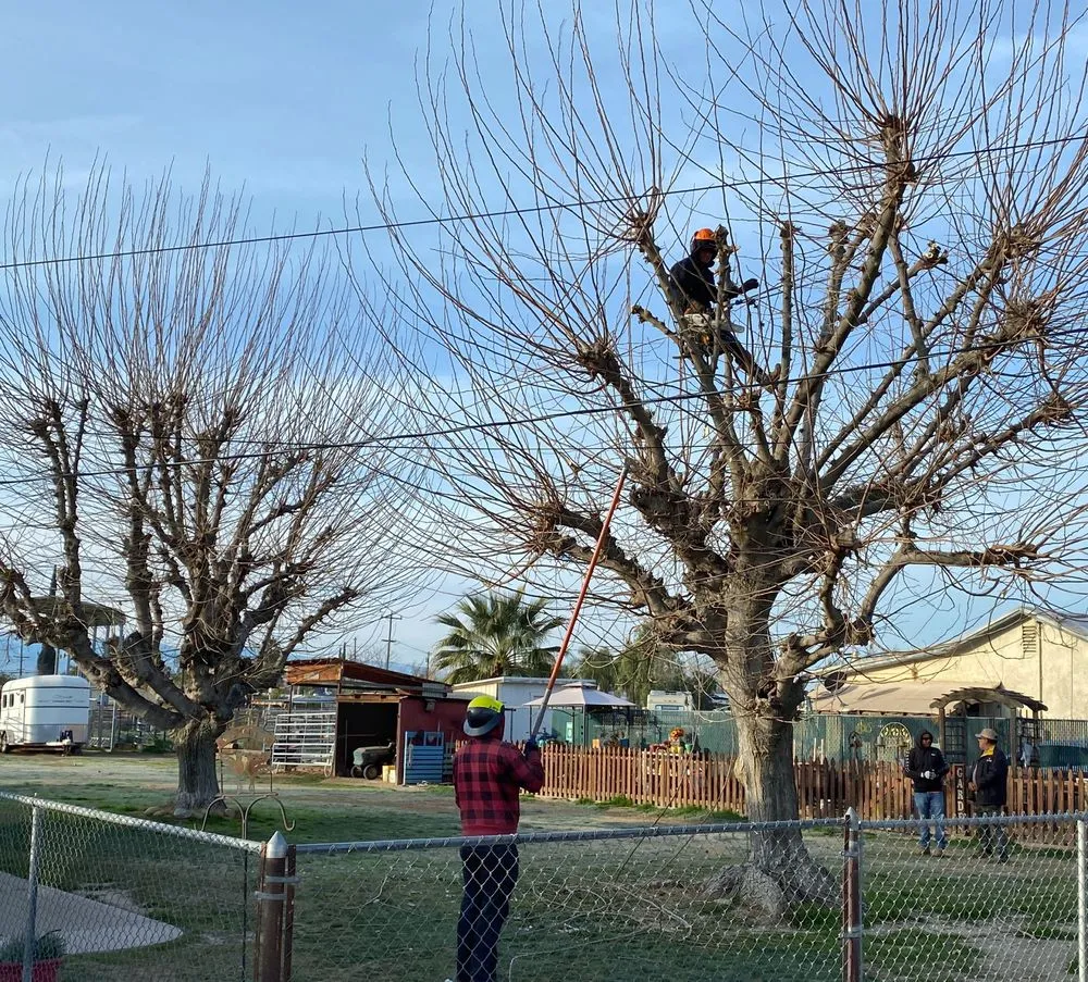 Local outdoor landscaping in Bakersfield, CA - Cal-Tree Services and Landscaping