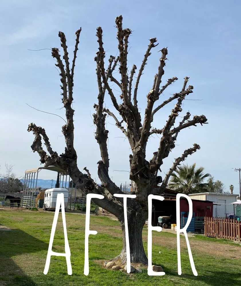 Custom outdoor landscaping experts serving Bakersfield, CA - Cal-Tree Services and Landscaping