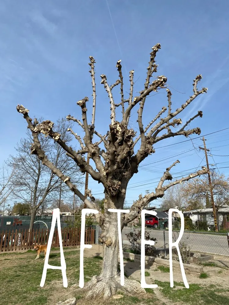 Trusted residential landscaping experts serving Bakersfield, CA - Cal-Tree Services and Landscaping