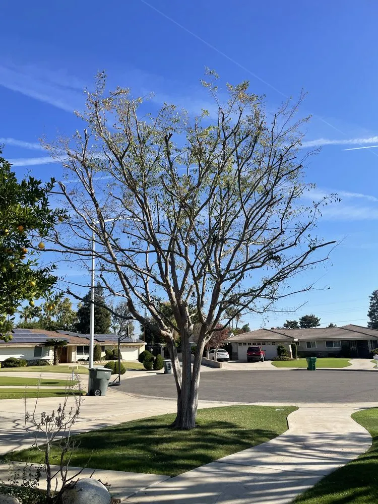 Affordable residential landscaping for year-round maintenance across Bakersfield, CA - Cal-Tree Services and Landscaping