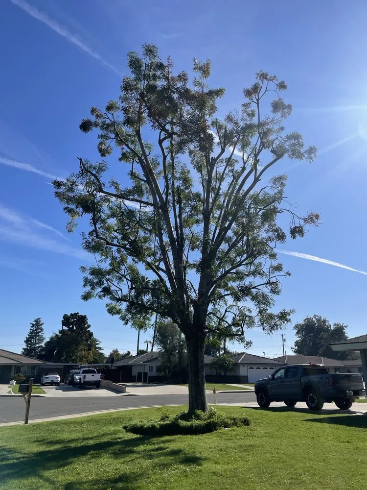 Expert residential landscaping experts serving Bakersfield, CA - Cal-Tree Services and Landscaping
