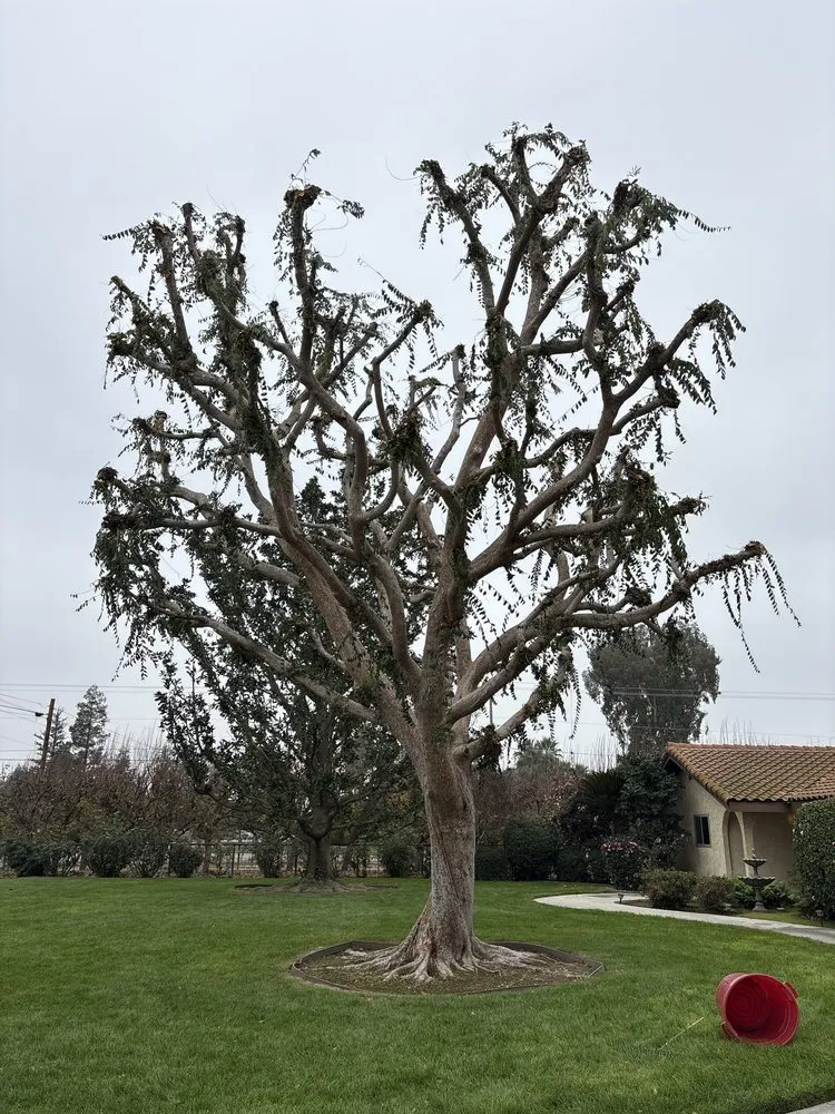 Reliable garden landscaping for beautiful yards across Bakersfield, CA - Cal-Tree Services and Landscaping