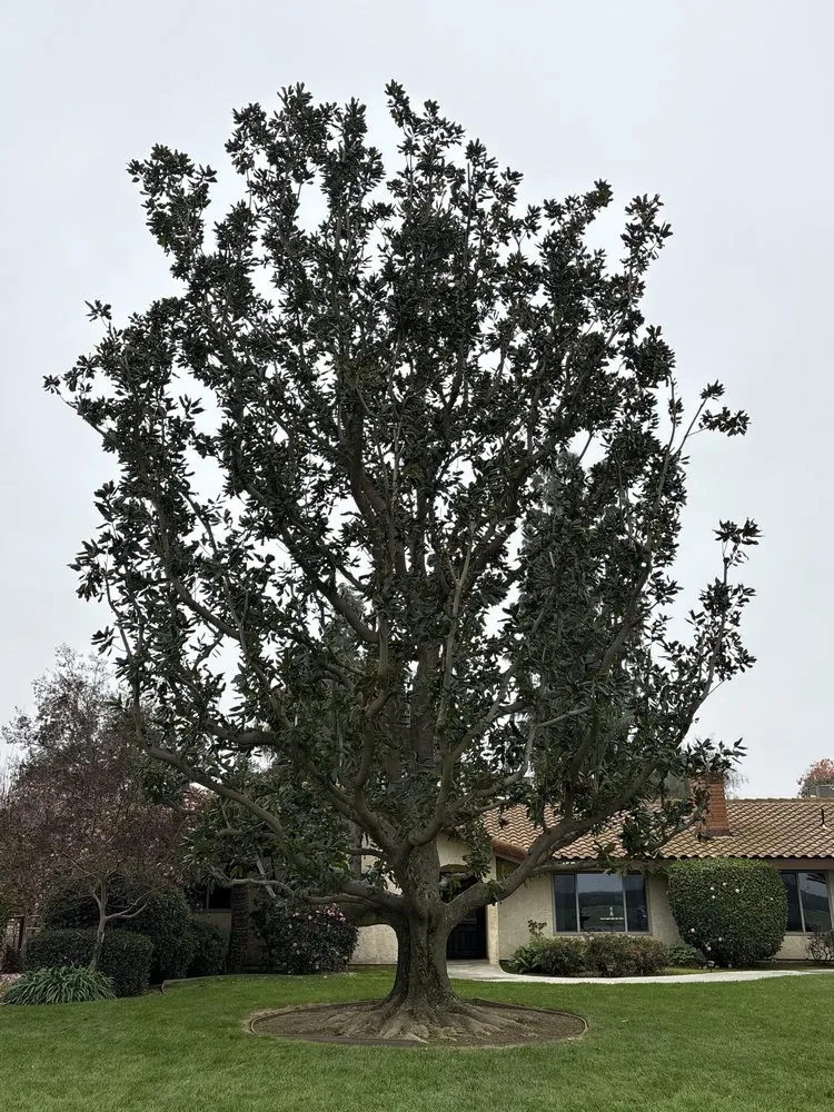 Custom outdoor landscaping in Bakersfield, CA by Cal-Tree Services and Landscaping