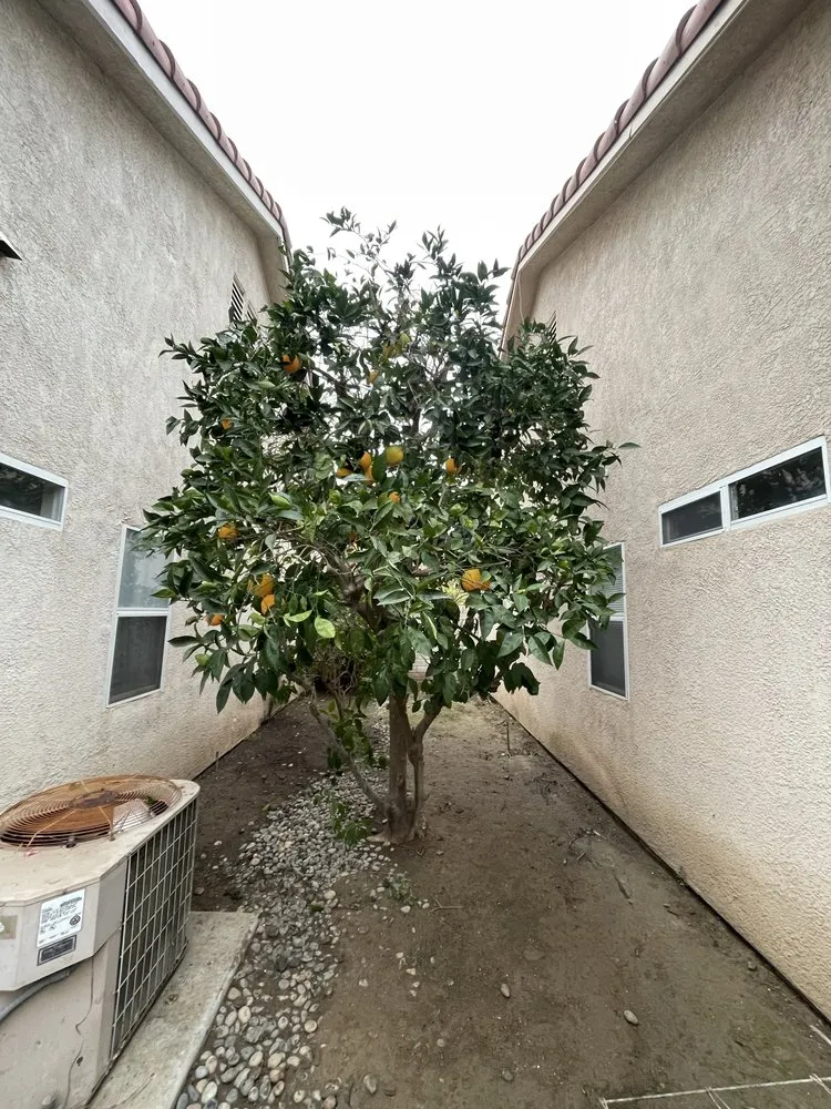 Reliable landscaping services in Bakersfield, CA by Cal-Tree Services and Landscaping