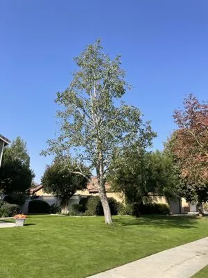 Cal-Tree Services and Landscaping
