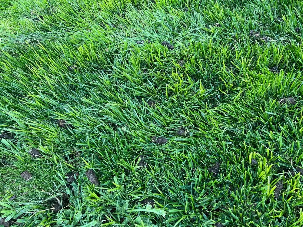 Trusted garden landscaping experts serving Antelope, CA - Cal-Turf Lawn Service