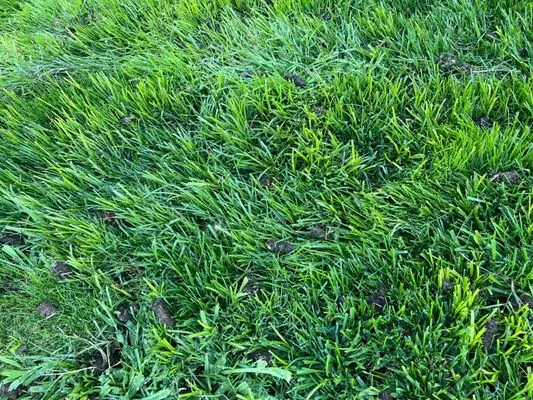 Cal-Turf Lawn Service