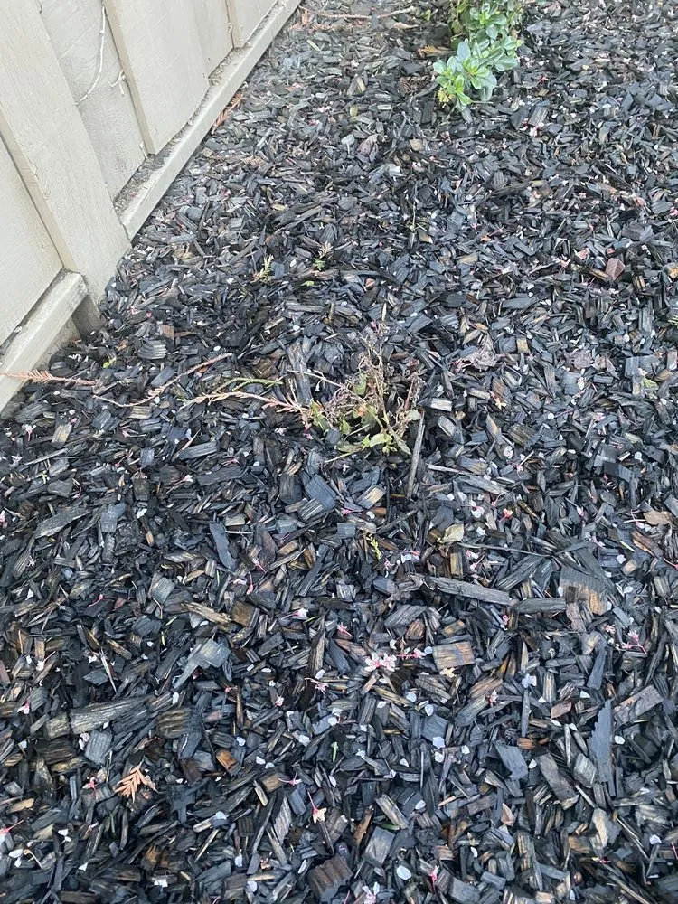 Reliable yard cleanup service for beautiful yards across Roseville, CA - Cal-Yard Landscape