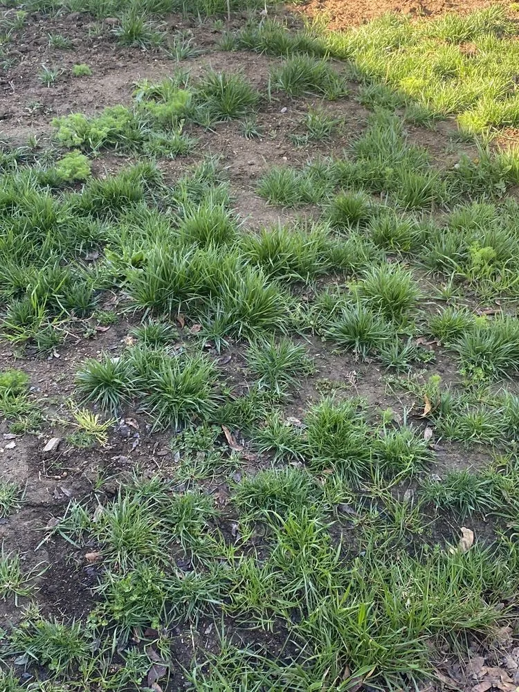 Top-rated landscaping services for outdoor upgrades in Roseville, CA by Cal-Yard Landscape