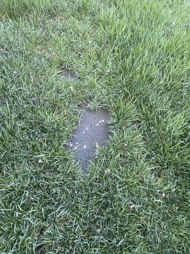 Professional yard cleanup service in Roseville, CA - Cal-Yard Landscape