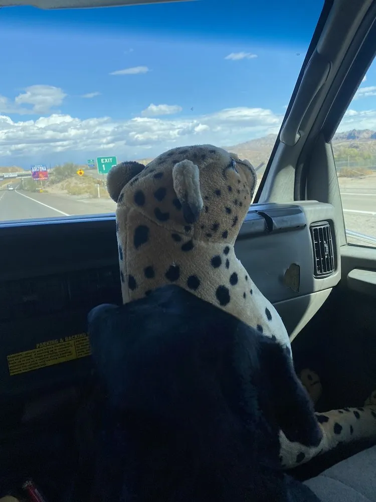 Local yard cleanup service in Roseville, CA - Cal-Yard Landscape