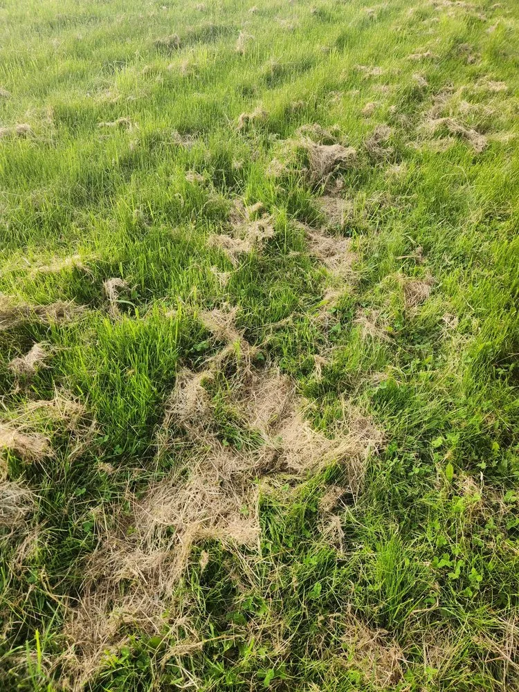 Top-rated yard cleanup service in Depew, NY - Calandra Landscaping and Snowplow