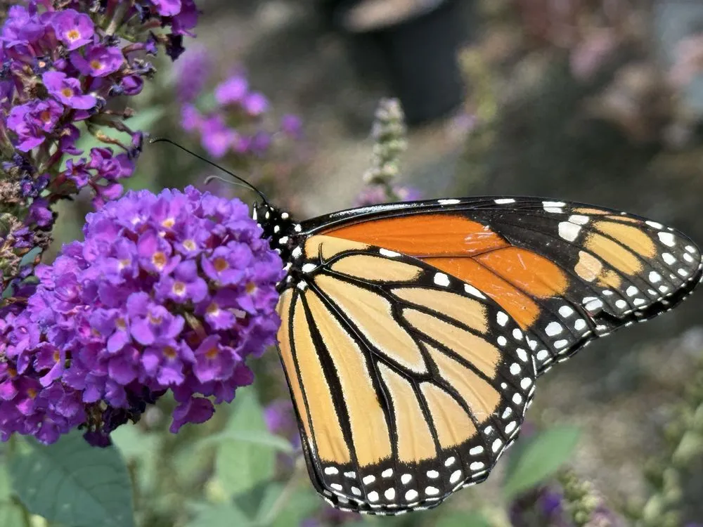 Professional landscape installation in Depew, NY by Calandra Landscaping and Snowplow