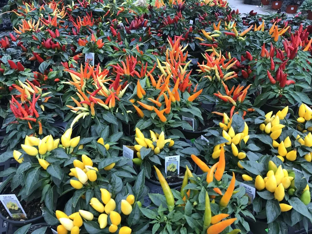 Custom landscape design in Reading, MA - Calareso's Farm Stand