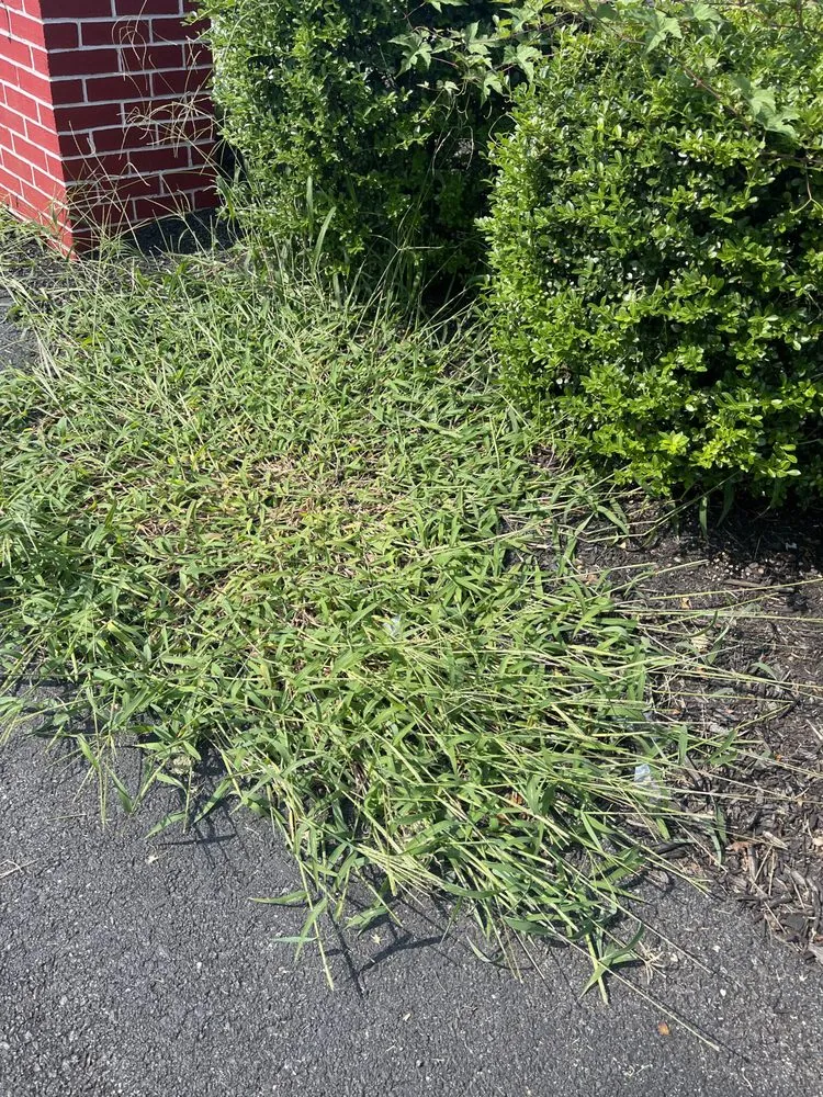 Custom yard maintenance in Montgomery Village, MD - Calazin Landscaping