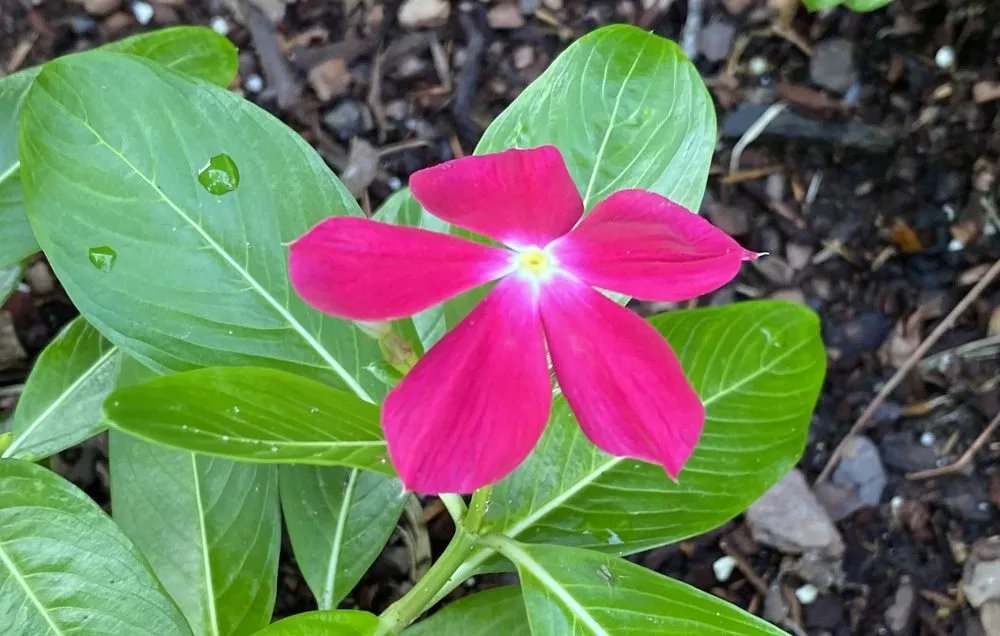 Affordable landscape installation for outdoor upgrades in Silver Spring, MD by Calcano Landscaping